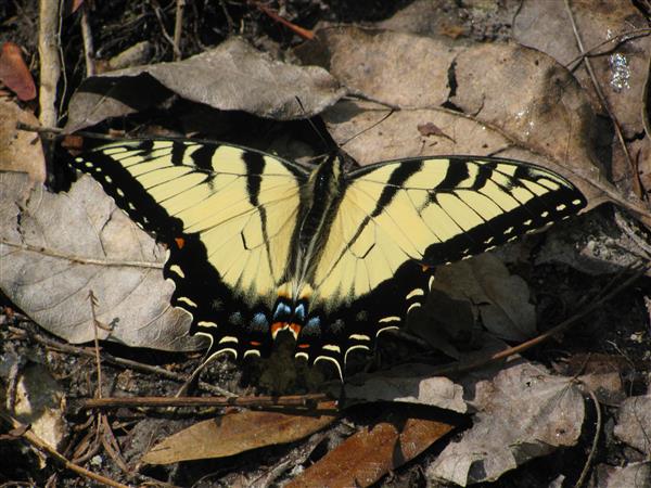Eastern Tiger Swallowtail